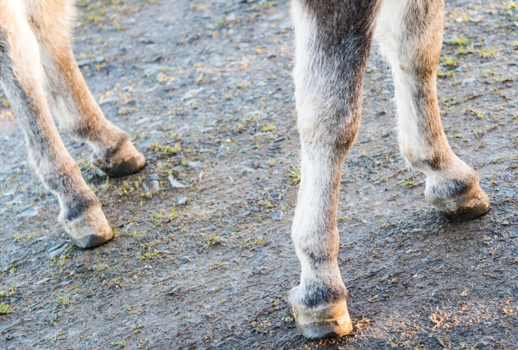 Echo's hooves on arrival
